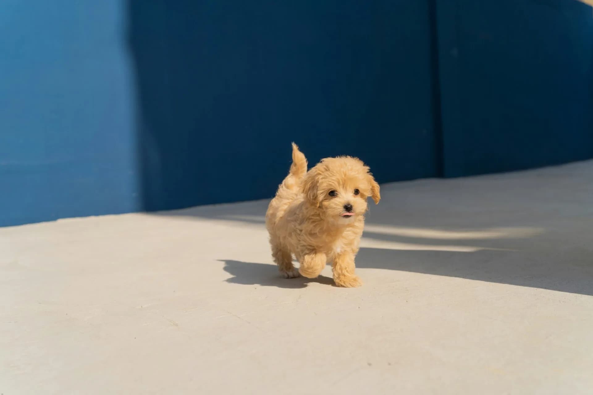 Puppy Adoption 101: Your Complete Guide to Finding the Perfect Puppy on Puppies.com