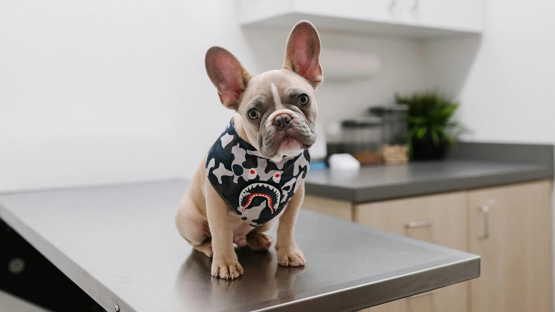 Puppy Preventative Care: A Quick Guide to Puppy Vaccines and Deworming
