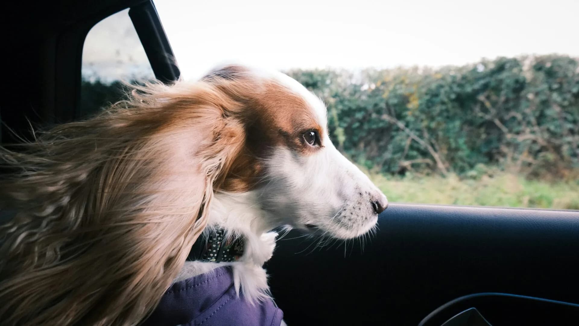 10 Dog-Friendly U.S. Cities to Visit With Your Pup This Summer (Or Anytime!)