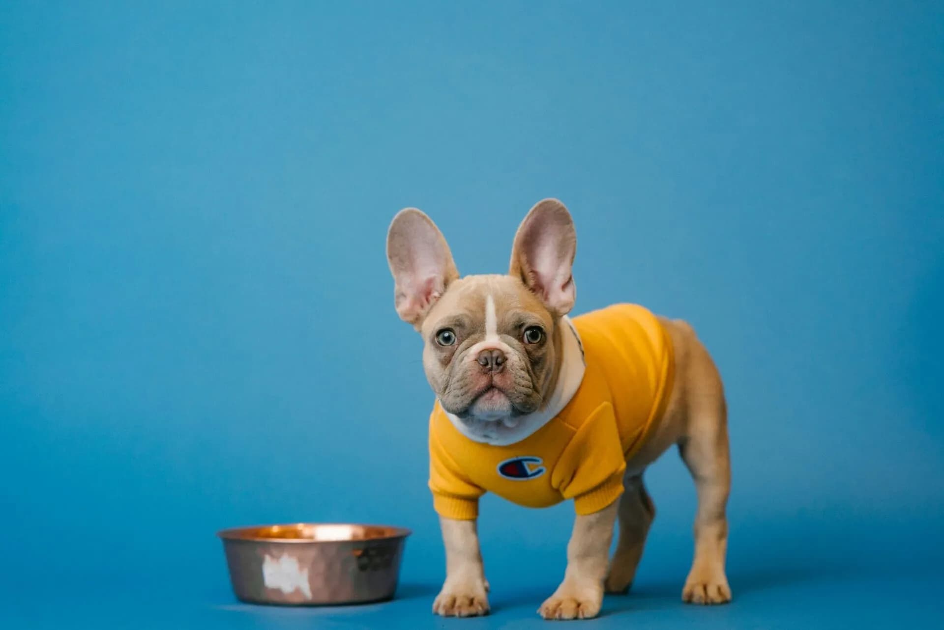 Healthy Dog Food