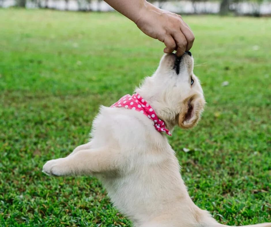 New Puppy, New Training Routine | Puppy Training Tips from Puppies.com