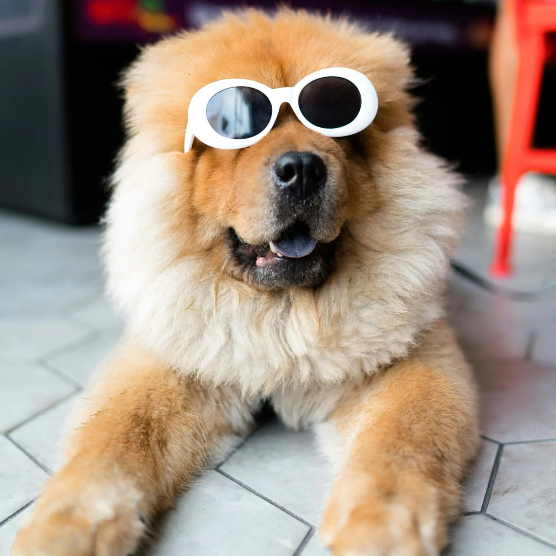 Double the Fluff, Double the Fun: Springtime Adventures with Your Double-Coated Dogs! Dog Breeds That Shed the Most.