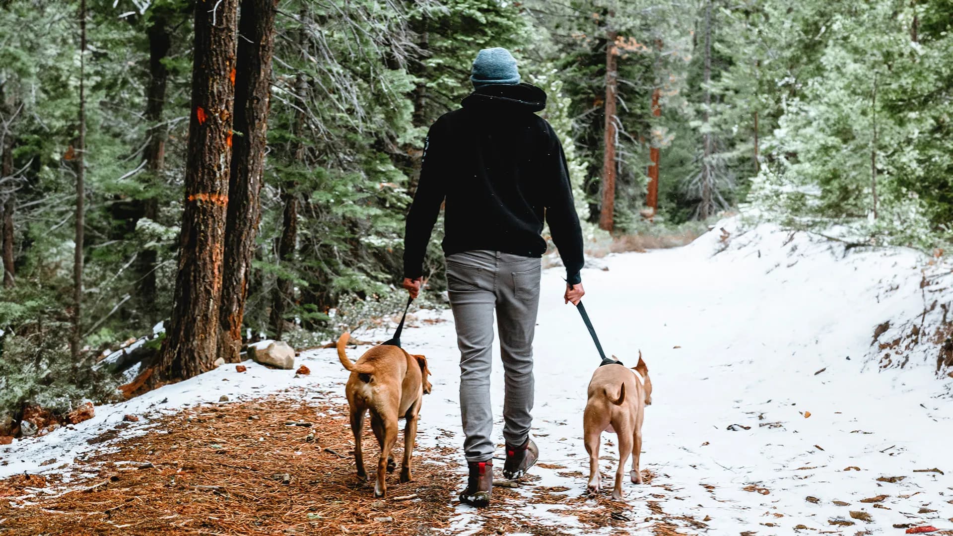 Brightening the Winter Blues: Bonding with Your Pup Through Seasonal Affective Disorder (SAD)