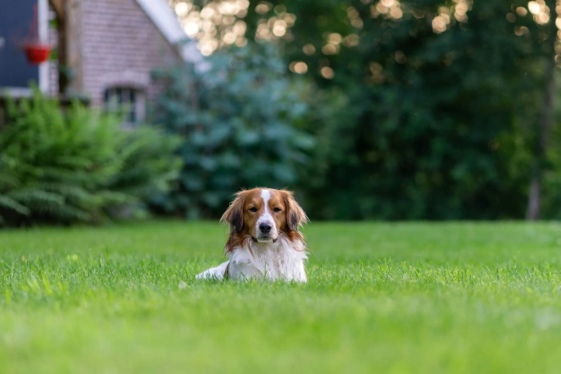 How Did My Dog Pick Up Fleas?