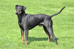 Manchester Terrier breed photo