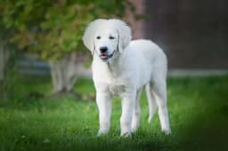Slovac Cuvac breed photo