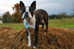 Boston Terrier breed photo