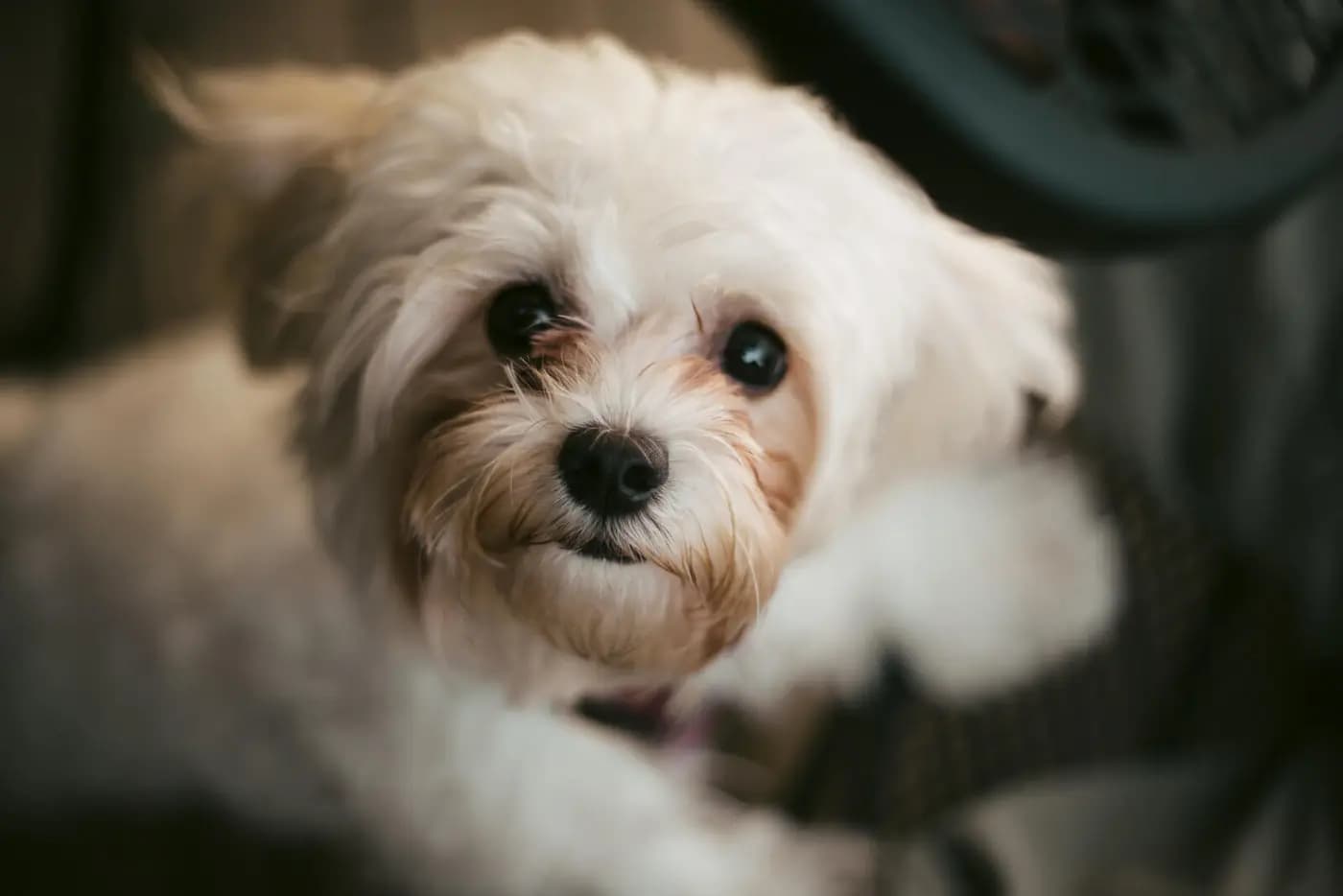 Shihpoo breed photo