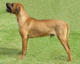 Tosa Ken breed photo
