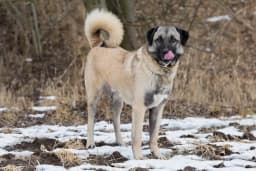 Anatolian Shepherd Dog breed photo