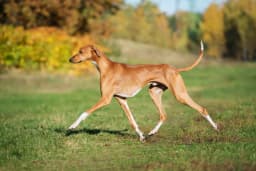 Azawakh breed photo