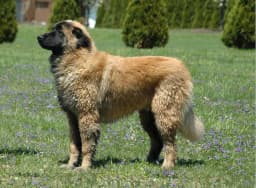 Estrela Mountain Dog breed photo