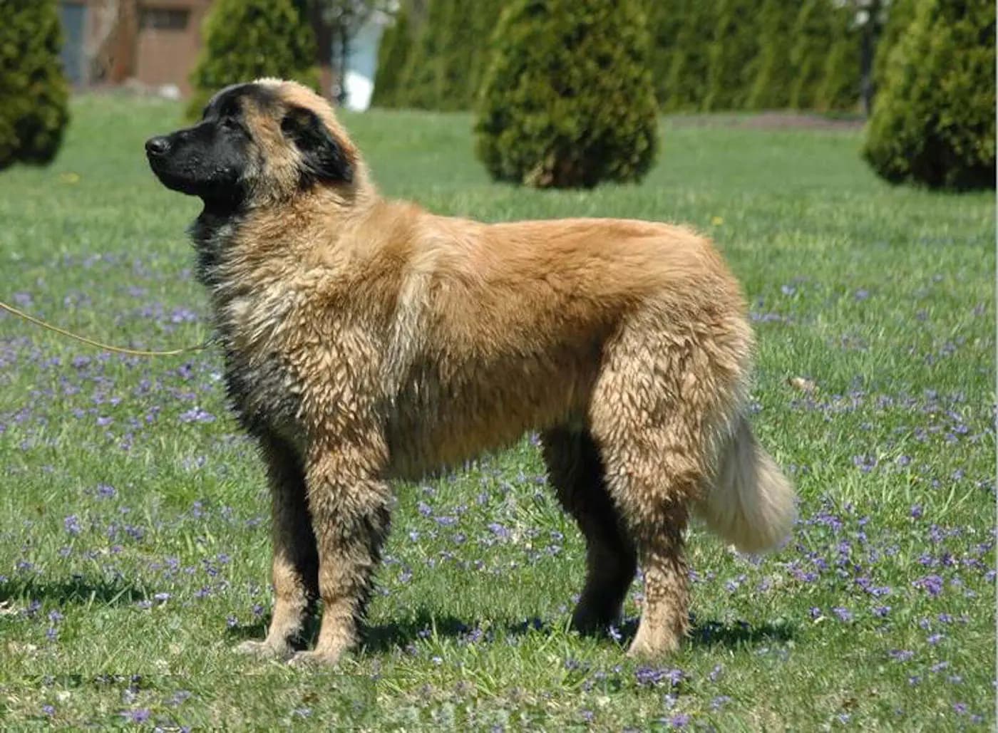 Estrela Mountain Dog breed photo