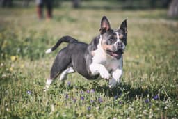 Olde English Bulldogge breed photo