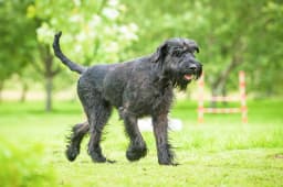 Giant Schnauzer breed photo