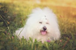 Bolognese breed photo