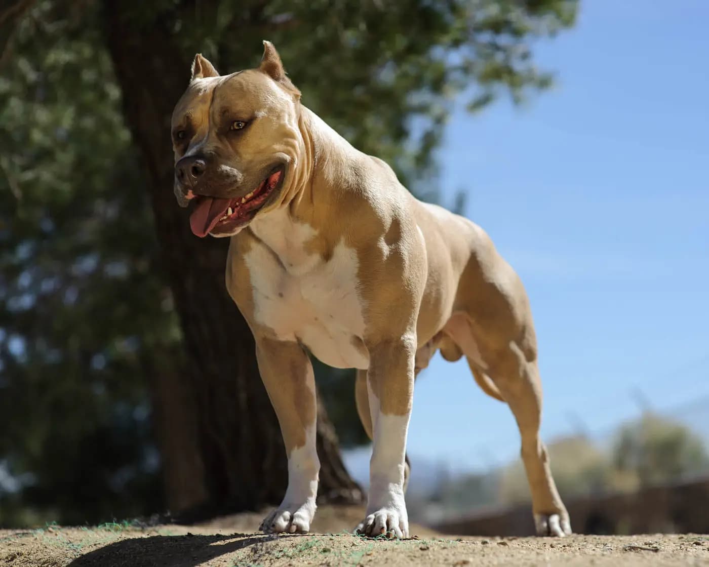 American Pit Bull Terrier breed photo