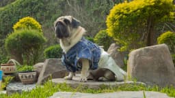 Ori Pei breed photo