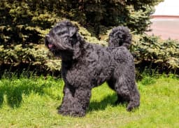 Bouvier des Flandres breed photo