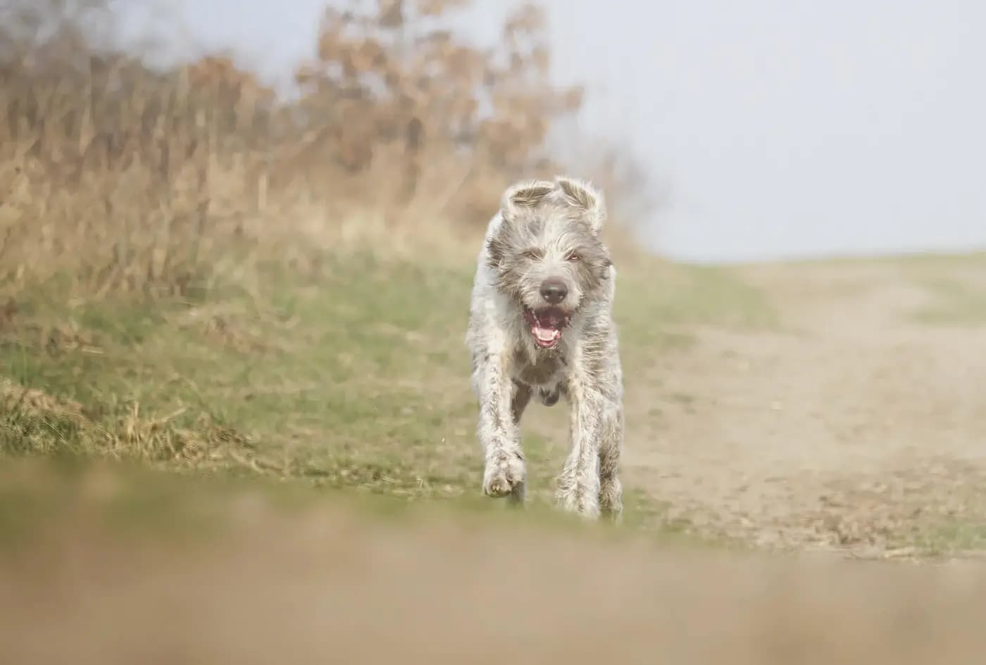 Slovakian Wire-haired Pointing Dog breed photo