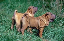 Miniature Shar-Pei breed photo