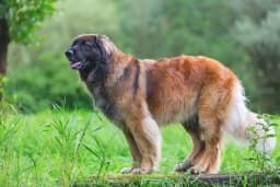 Leonberger breed photo