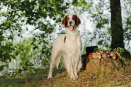 Irish Red and White Setter breed photo