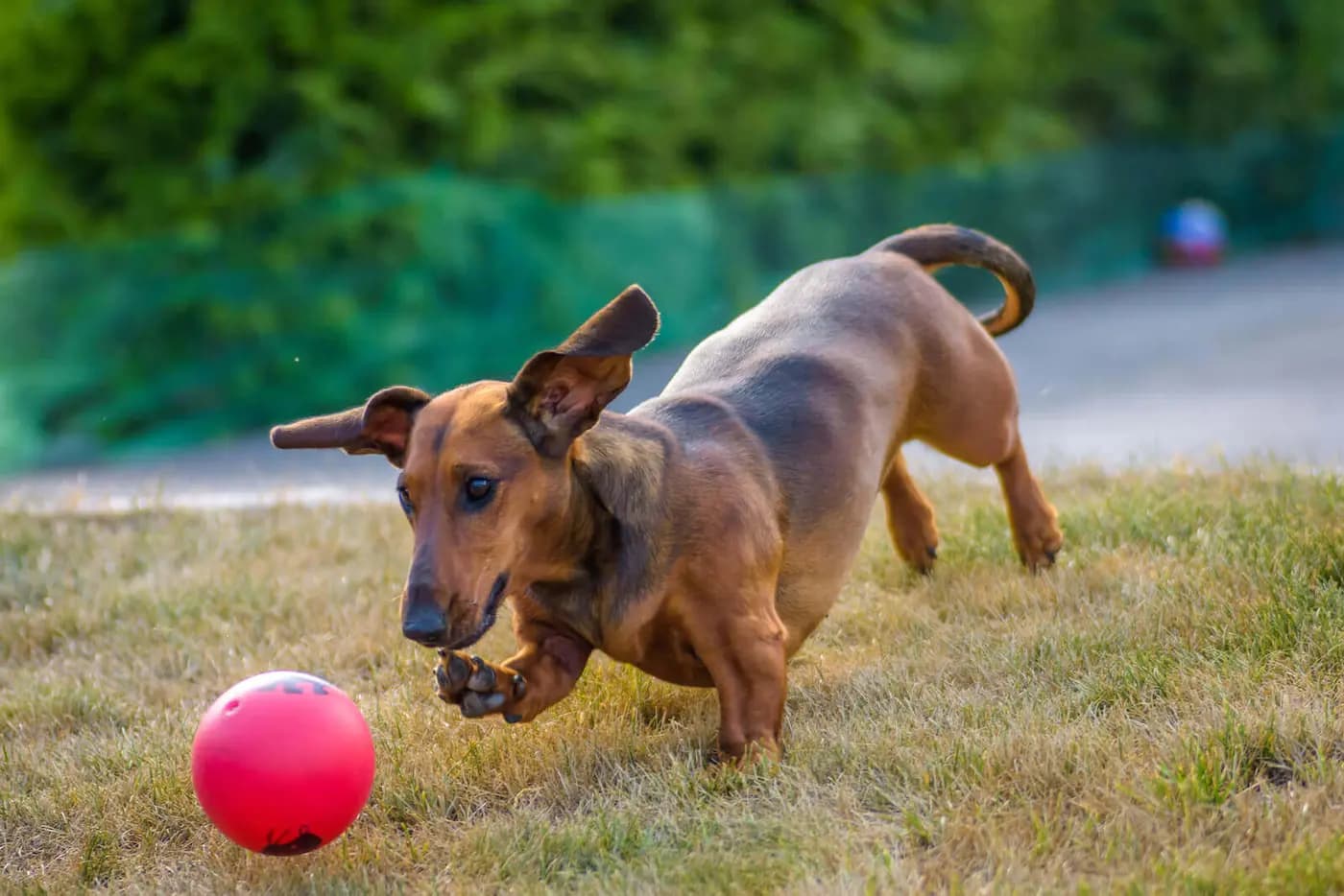 Dachshund breed photo