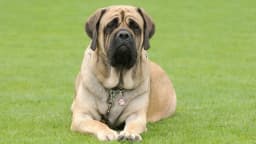 English Mastiff breed photo