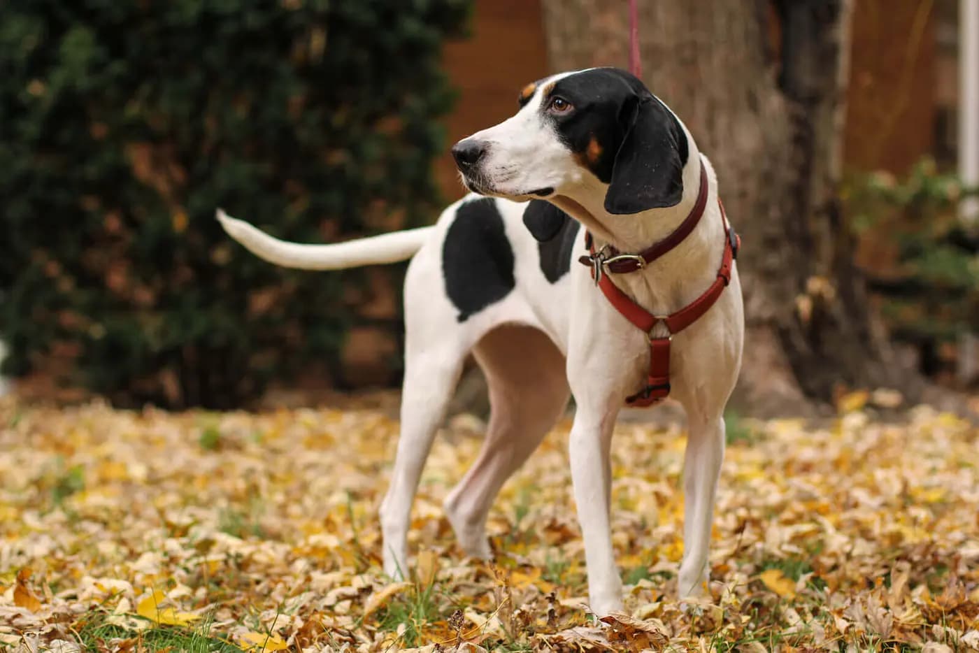 Treeing Walker Coonhound breed photo