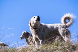 Akbash breed photo