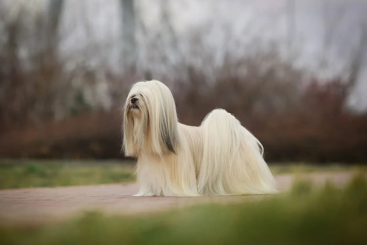 Lhasa Apso breed photo