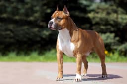 American Staffordshire Terrier breed photo