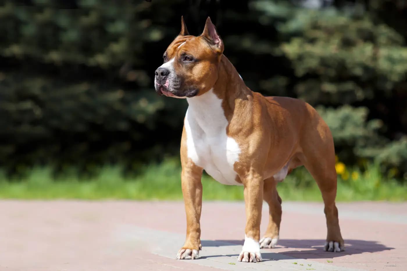 American Staffordshire Terrier breed photo