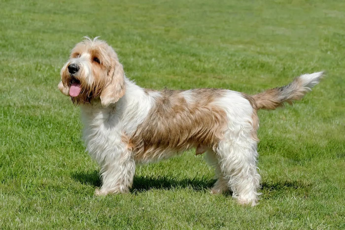 Petit Basset Griffon Vendeen breed photo
