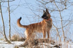 Belgian Laekenois breed photo