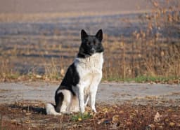 Russian-European Laika breed photo