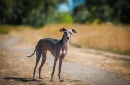 Italian Greyhound breed photo