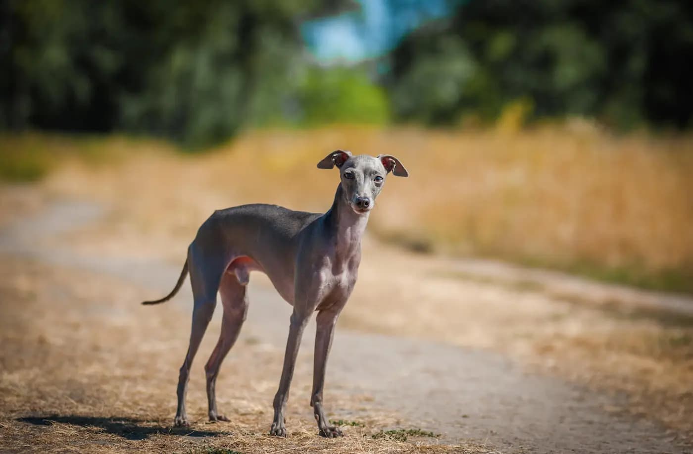 Italian Greyhound breed photo
