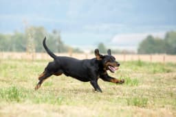 Black Forest Hound breed photo