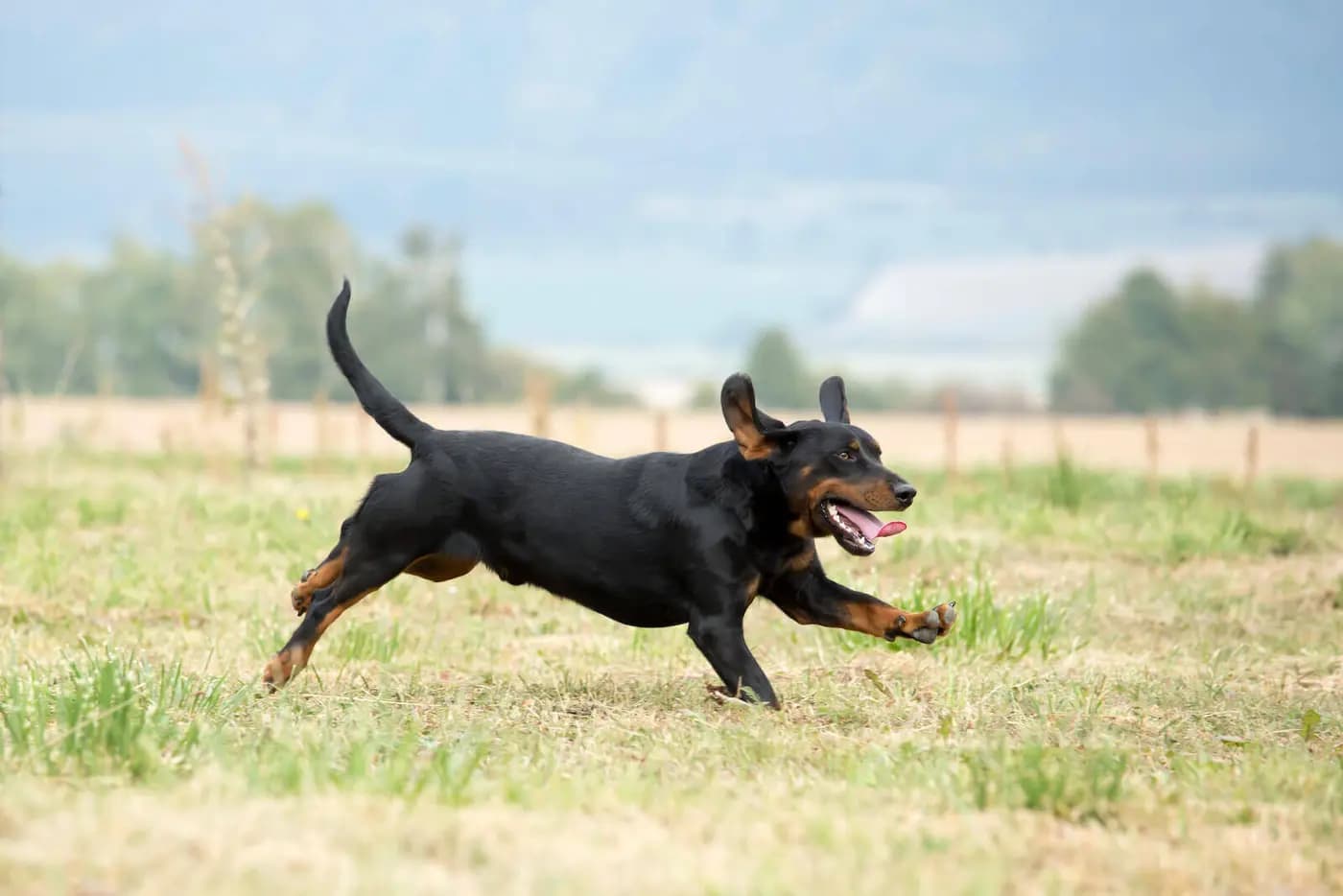 Black Forest Hound breed photo