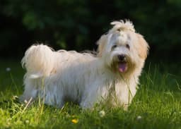 Havanese breed photo
