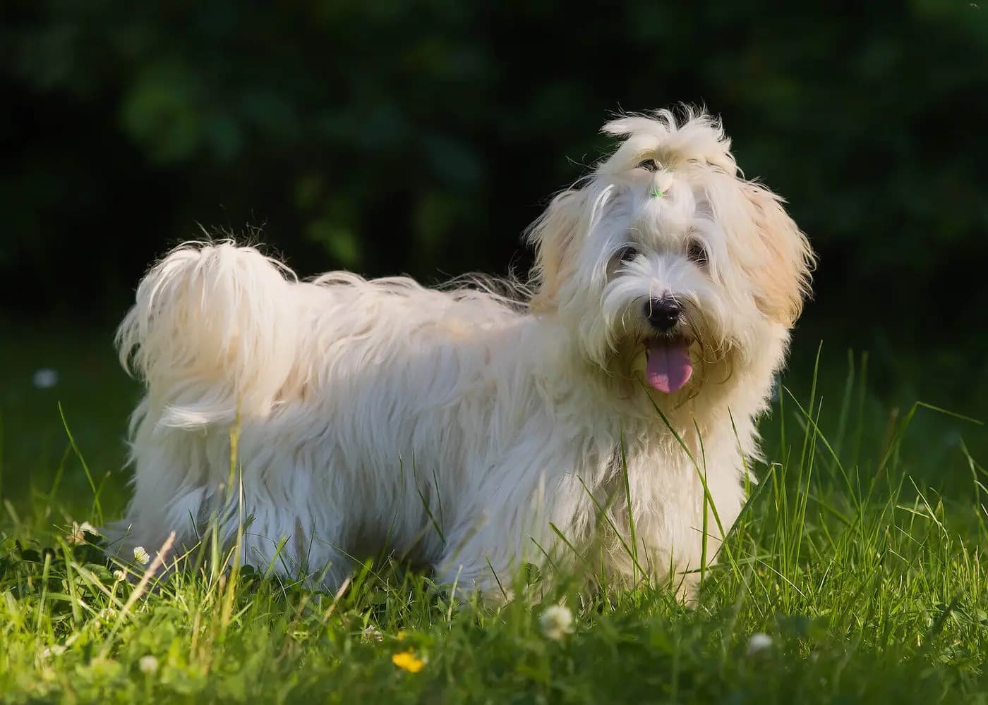 Havanese breed photo