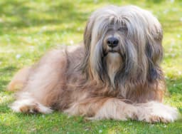 Tibetan Terrier breed photo