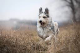 Berger Picard breed photo