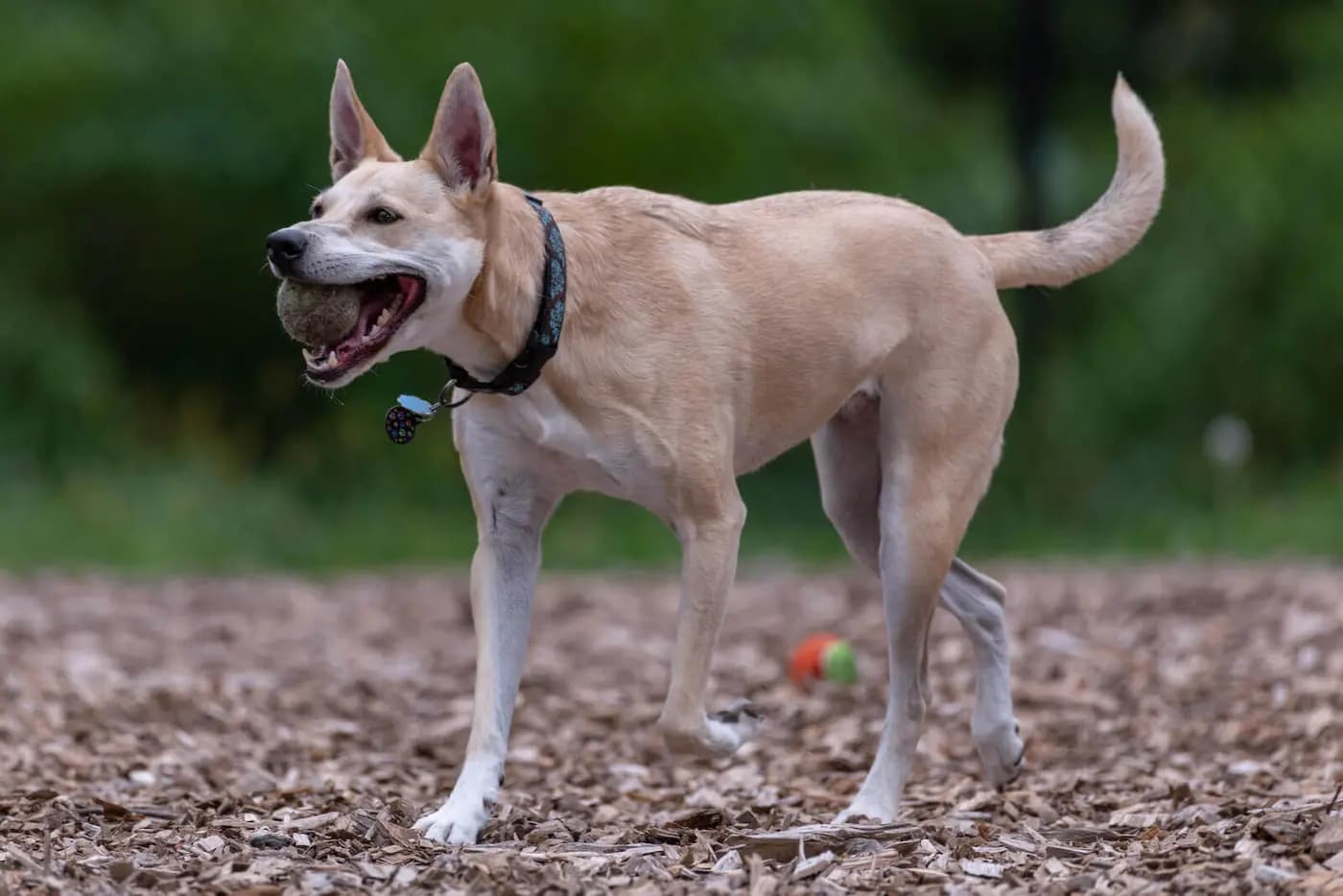 Carolina Dog breed photo