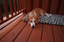 American Foxhound breed photo