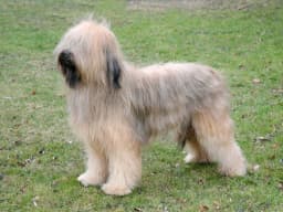 Briard breed photo