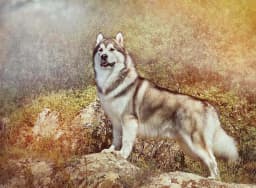 Alaskan Malamute breed photo