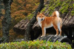 Shiba Inu breed photo